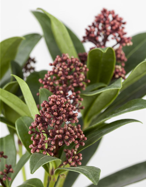 Skimmia japonica Rubella