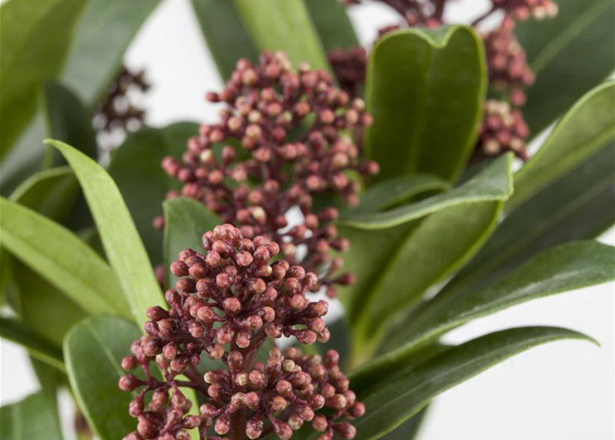 Skimmia japonica Rubella