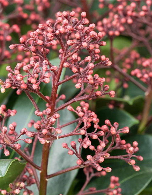 Skimmia japonica Rubella