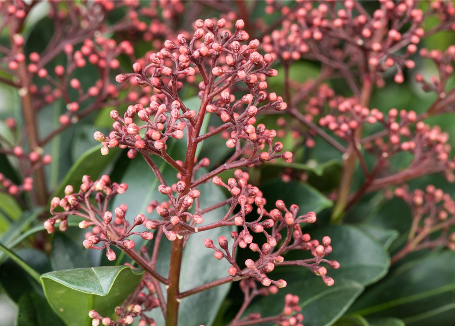 Skimmia japonica Rubella