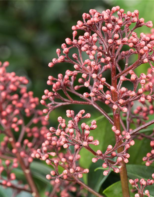 Skimmia japonica Rubella