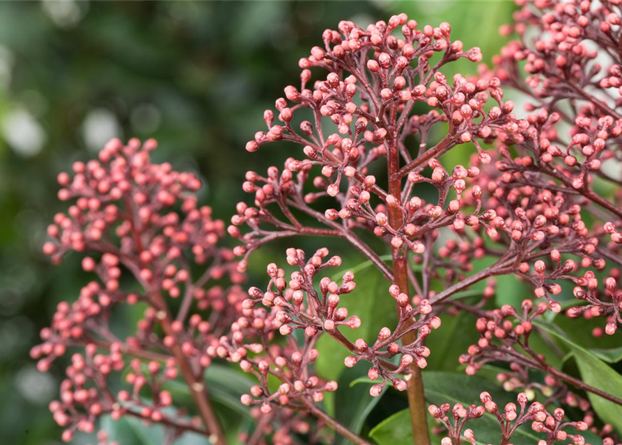 Skimmia japonica Rubella