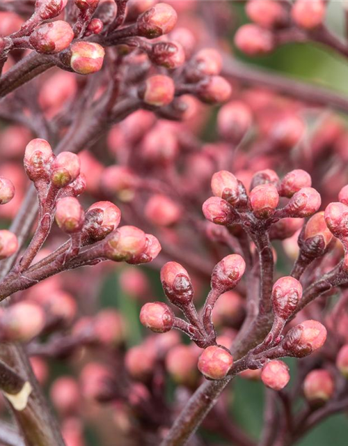 Skimmia japonica Rubella