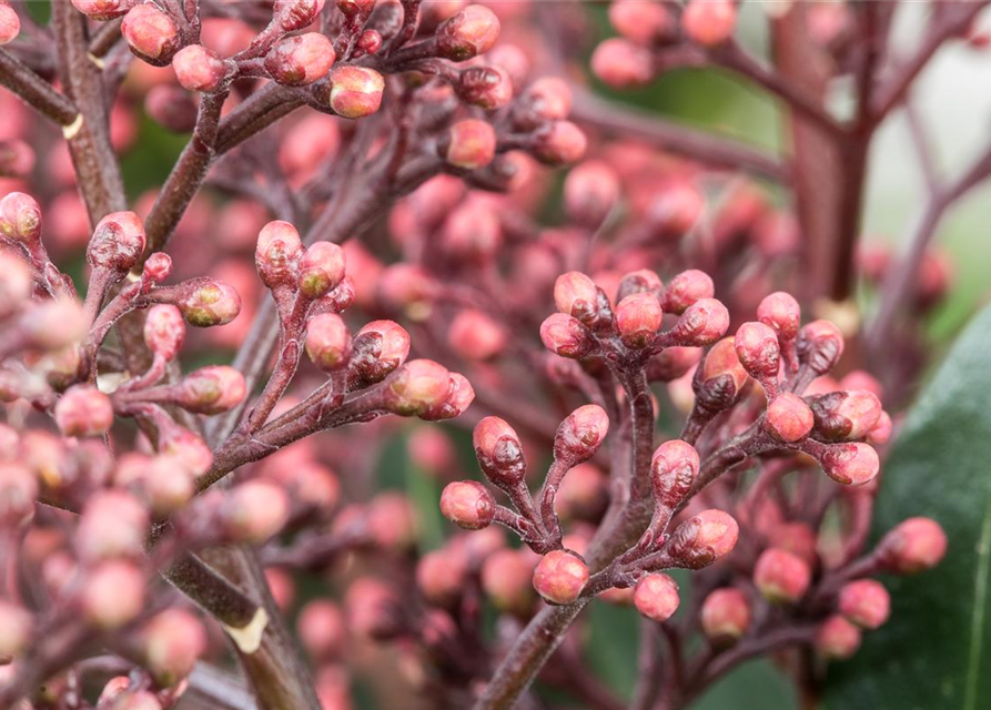 Skimmia japonica Rubella