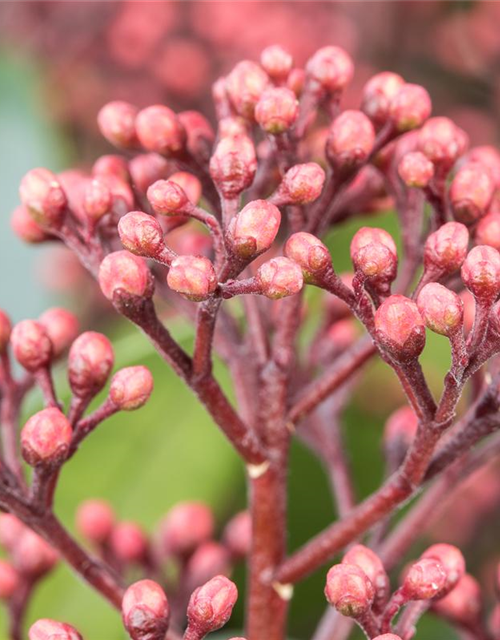 Skimmia japonica Rubella