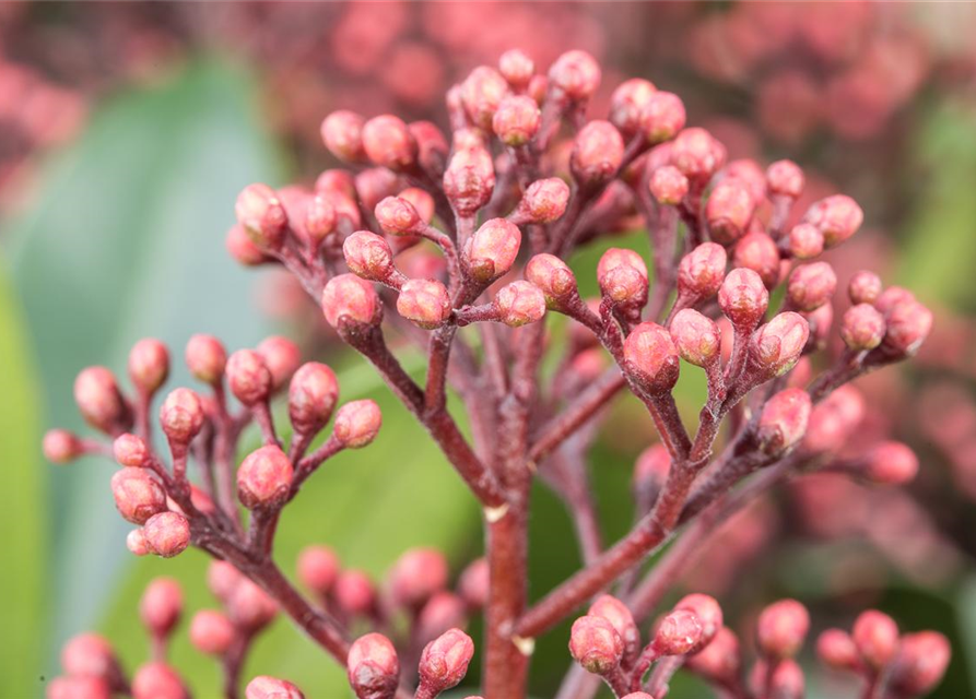 Skimmia japonica Rubella