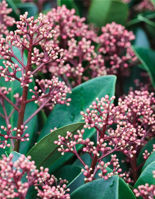 Skimmia japonica Rubella