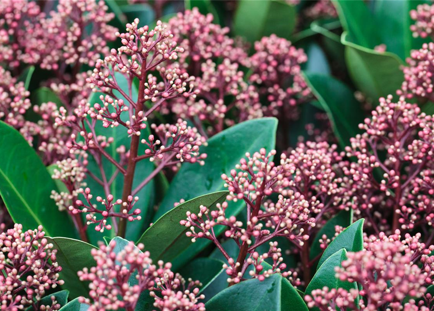 Skimmia japonica Rubella