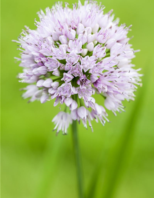 Allium Mont Blanc