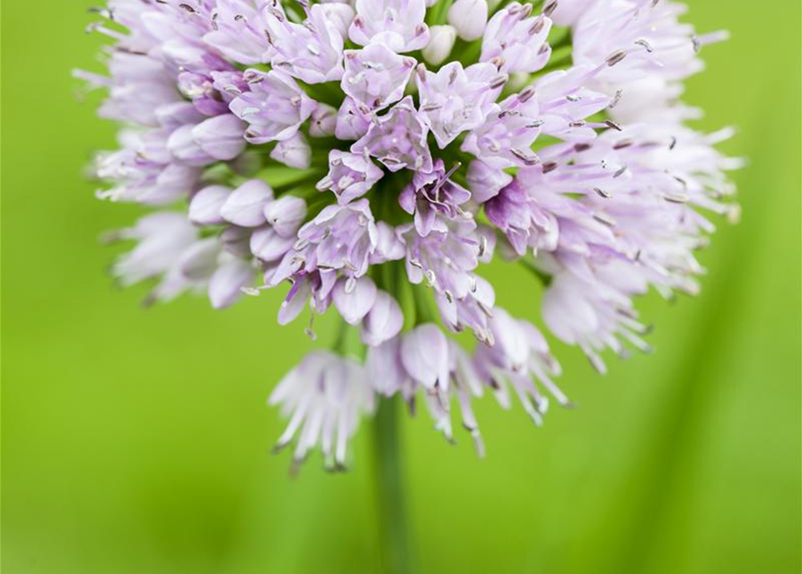 Allium Mont Blanc