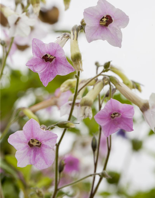 Nicotiana