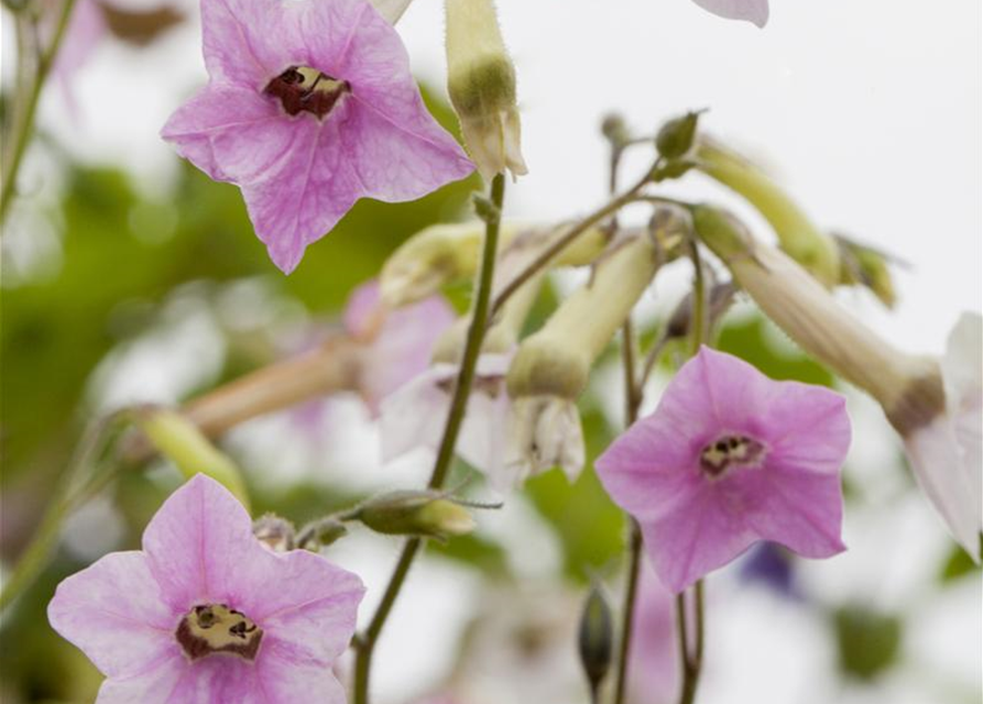 Nicotiana