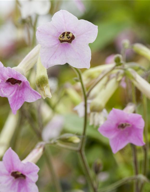 Nicotiana