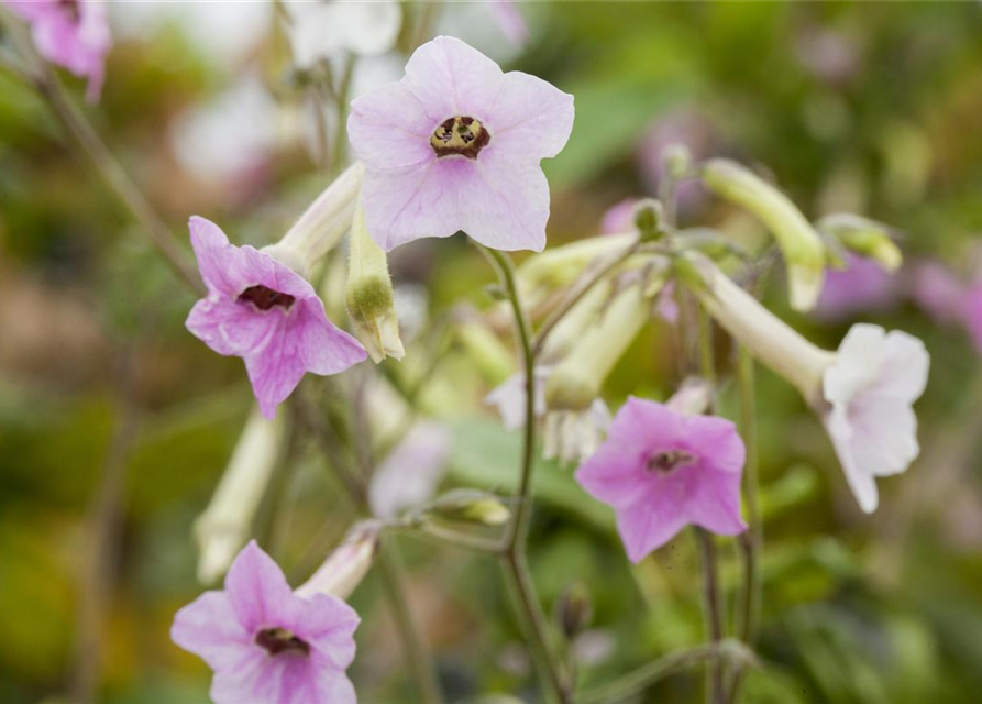 Nicotiana