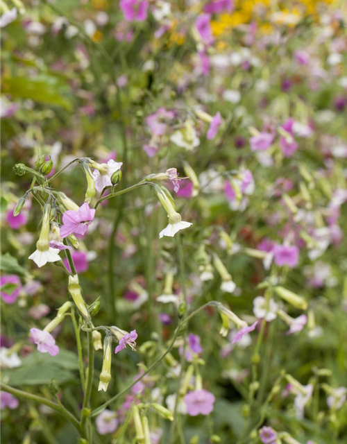 Nicotiana