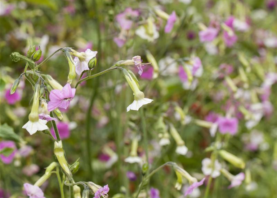 Nicotiana