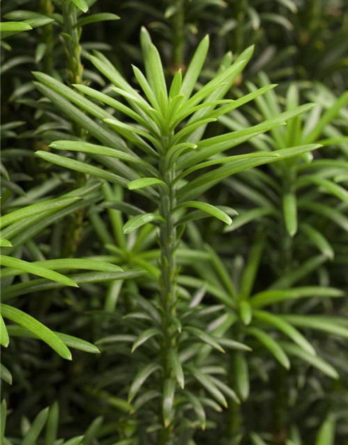 Cephalotaxus harringtonia fastigiata