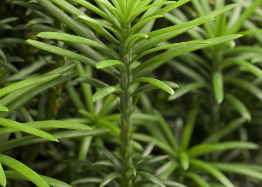 Cephalotaxus harringtonia fastigiata