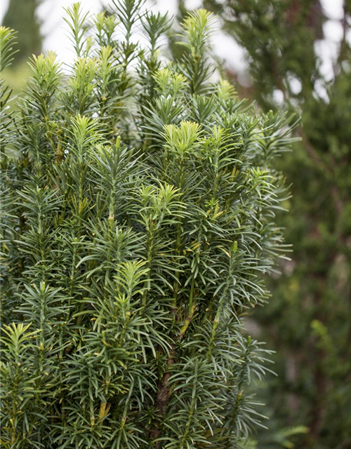 Cephalotaxus harringtonia fastigiata