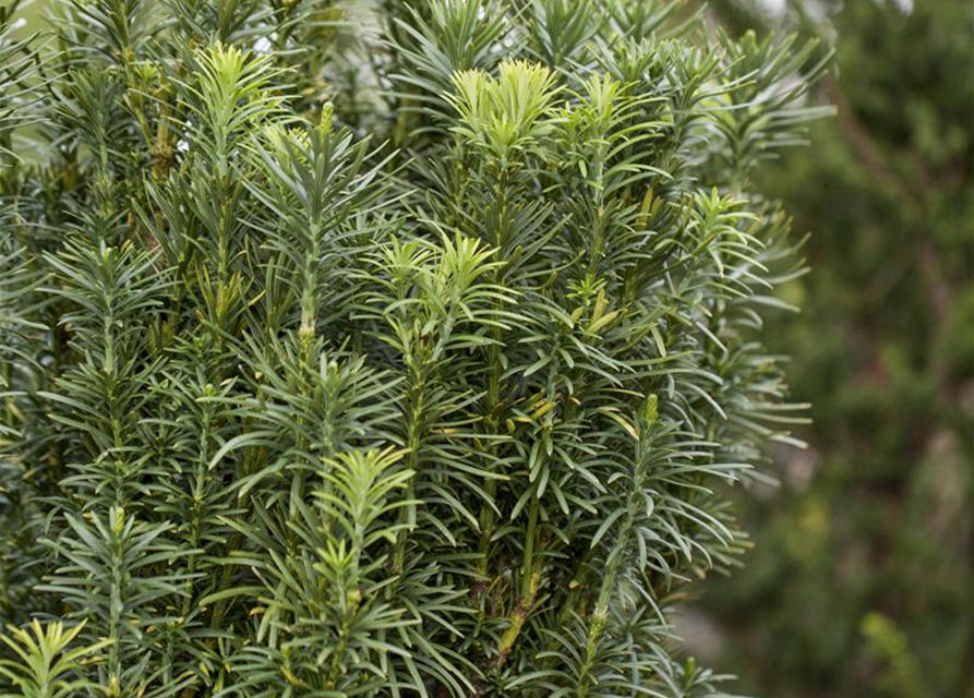 Cephalotaxus harringtonia fastigiata