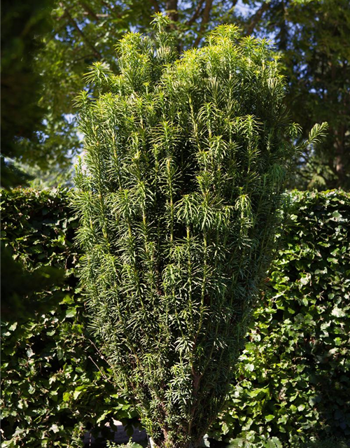 Cephalotaxus harringtonia fastigiata