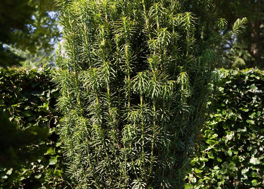 Cephalotaxus harringtonia fastigiata