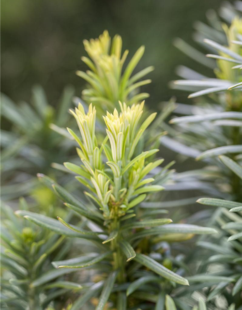 Cephalotaxus harringtonia fastigiata