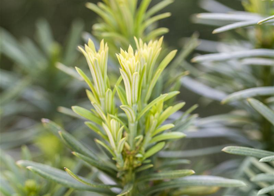 Cephalotaxus harringtonia fastigiata