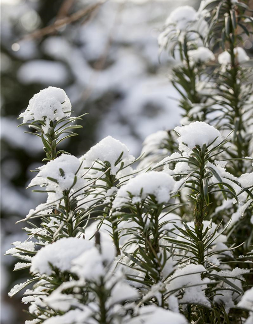 Cephalotaxus harringtonia fastigiata