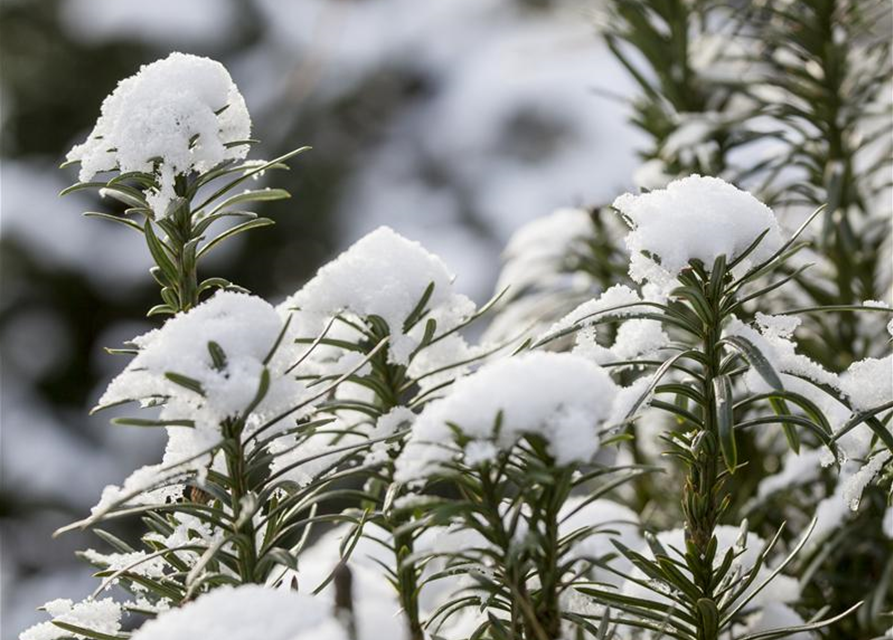 Cephalotaxus harringtonia fastigiata