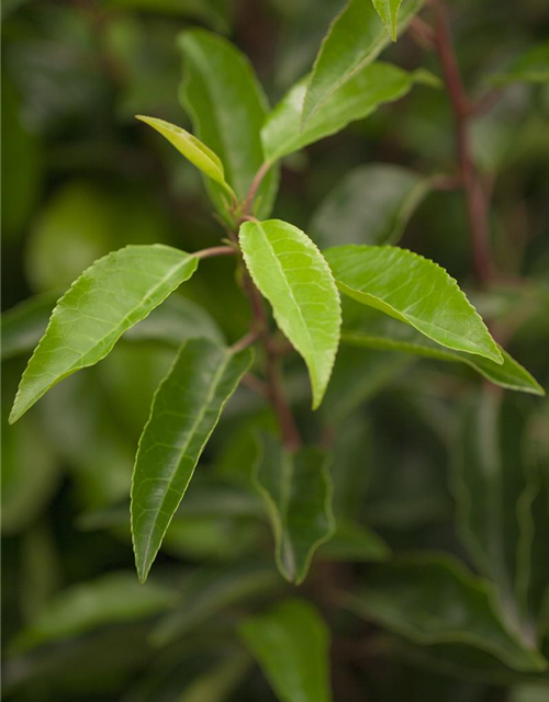 Prunus lusitanica