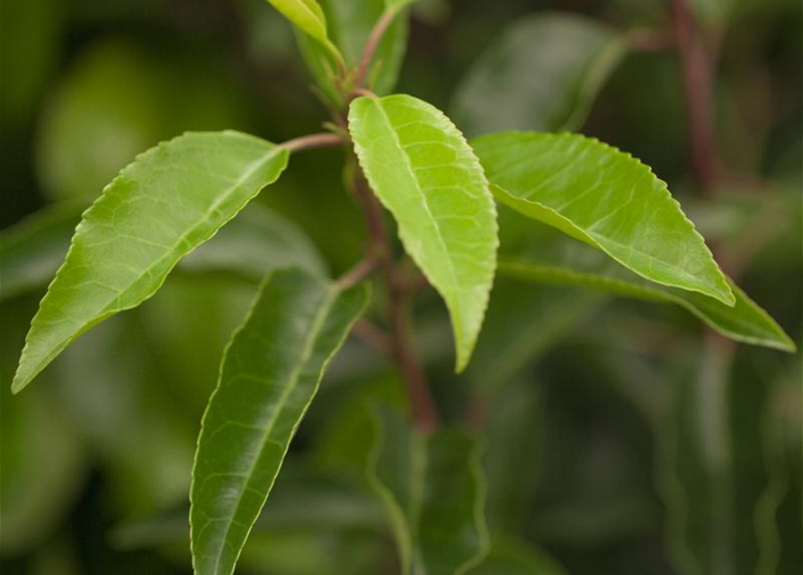 Prunus lusitanica