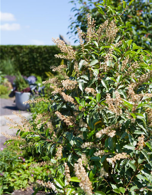 Prunus lusitanica