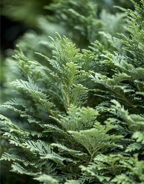 Chamaecyparis lawsoniana Minima Glauca