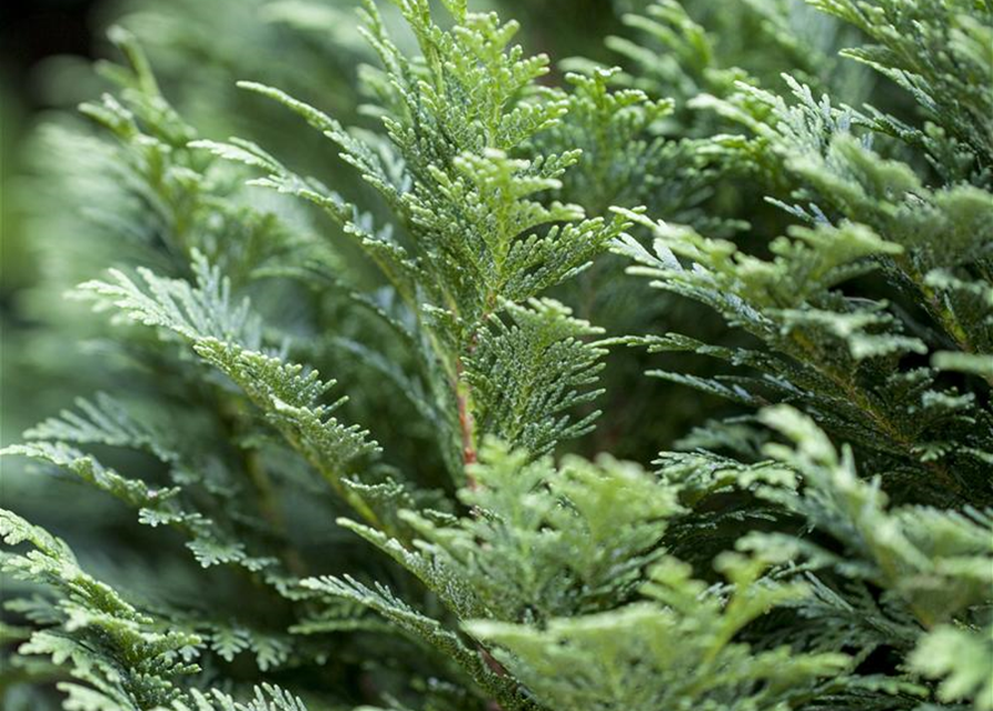 Chamaecyparis lawsoniana Minima Glauca