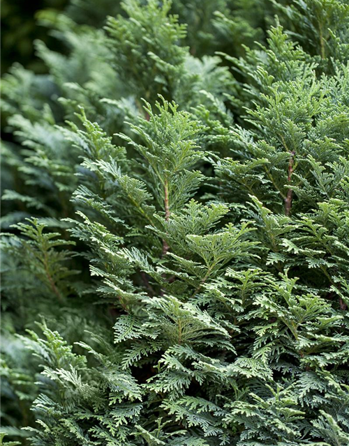 Chamaecyparis lawsoniana Minima Glauca