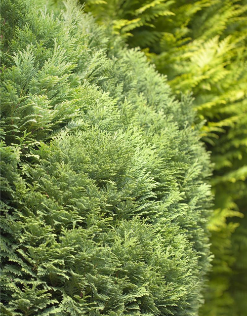 Chamaecyparis lawsoniana Minima Glauca