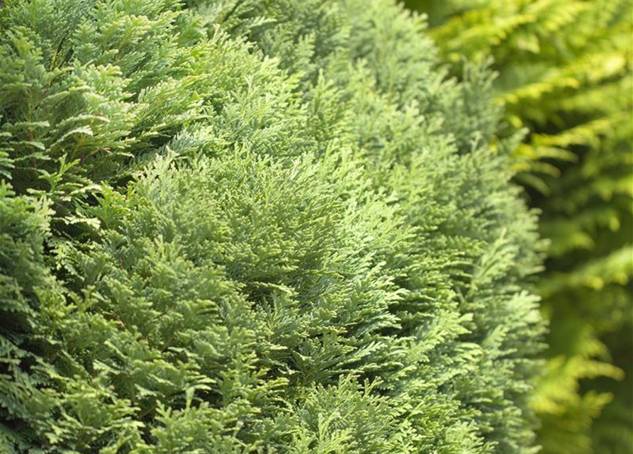 Chamaecyparis lawsoniana Minima Glauca