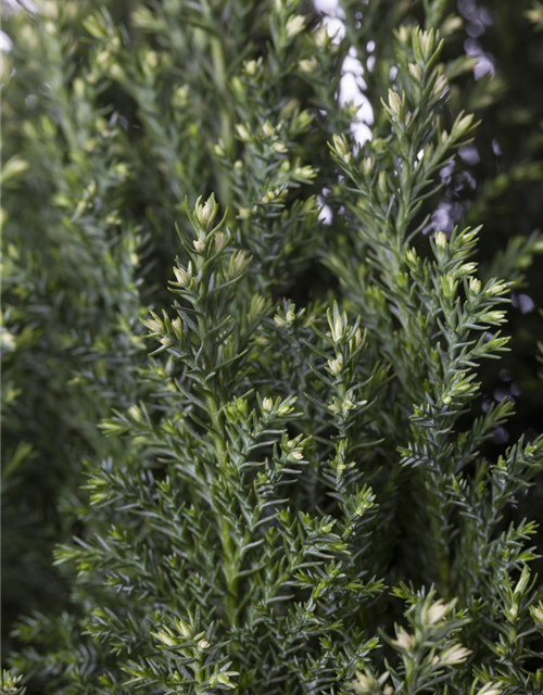 Chamaecyparis lawsoniana Snow White