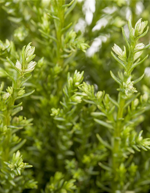 Chamaecyparis lawsoniana Snow White