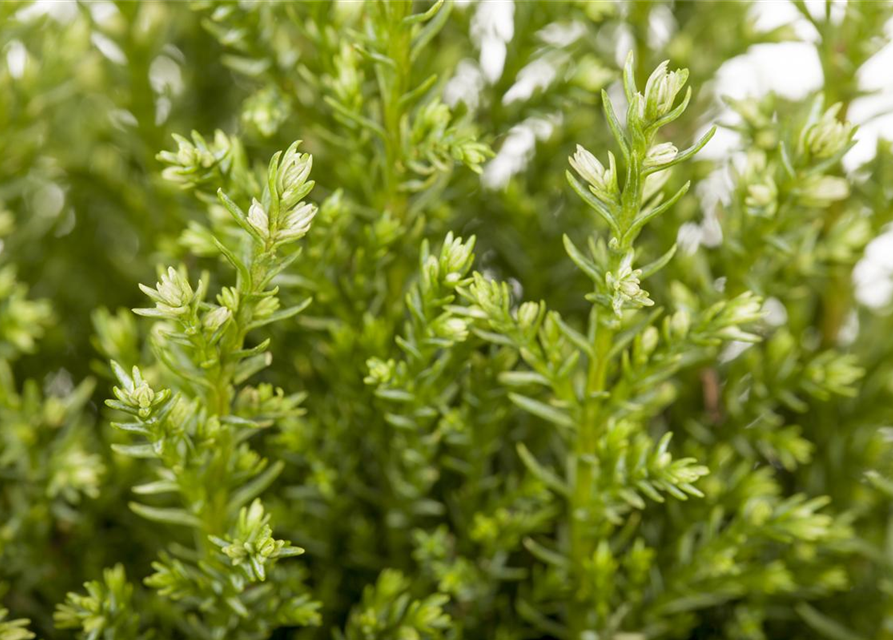 Chamaecyparis lawsoniana Snow White