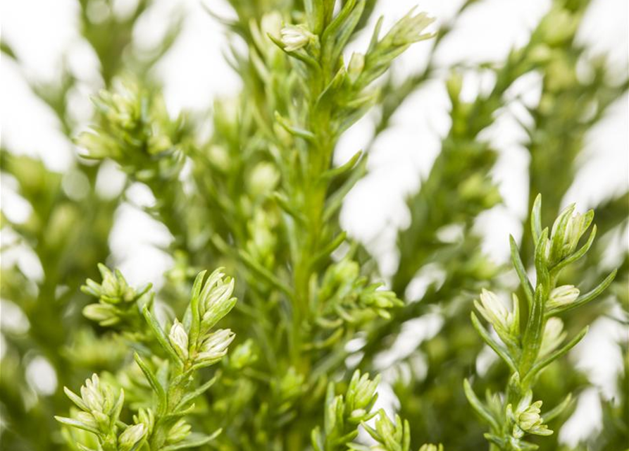 Chamaecyparis lawsoniana Snow White