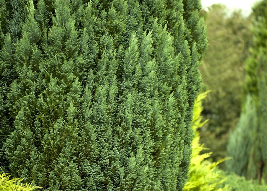 Chamaecyparis lawsoniana Snow White