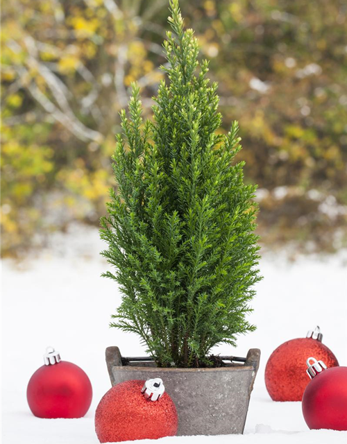 Chamaecyparis lawsoniana Snow White