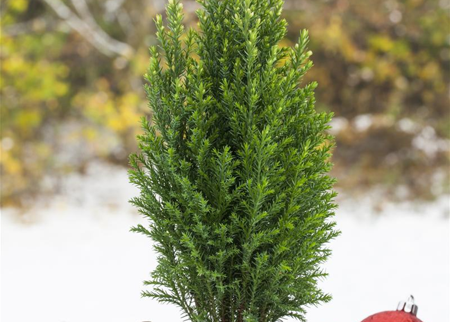 Chamaecyparis lawsoniana Snow White