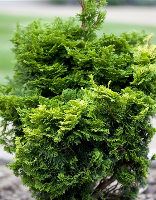 Chamaecyparis obtusa Nana Gracilis