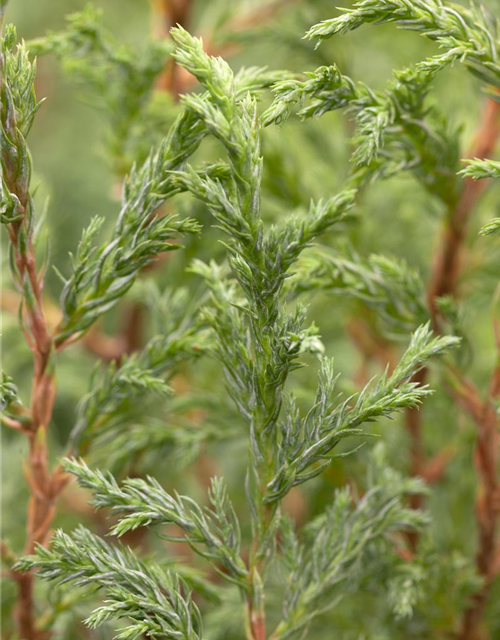 Chamaecyparis pisifera Baby Blue