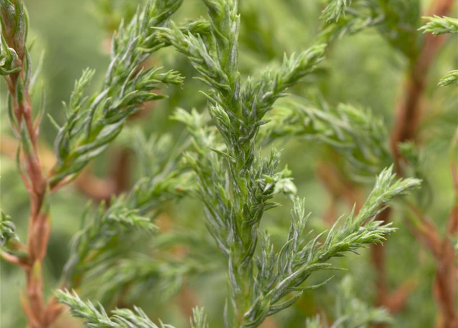 Chamaecyparis pisifera Baby Blue