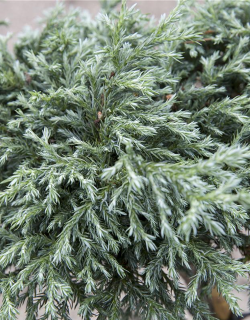 Chamaecyparis pisifera Baby Blue