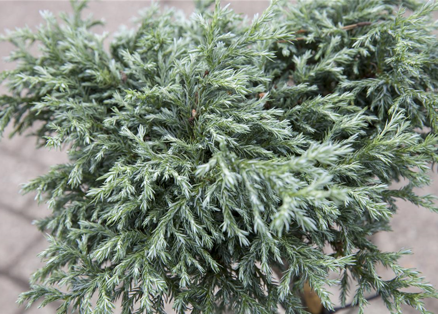 Chamaecyparis pisifera Baby Blue